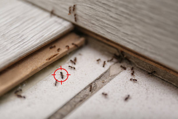 Best Pest Prevention Services  in Franklin Park, NJ