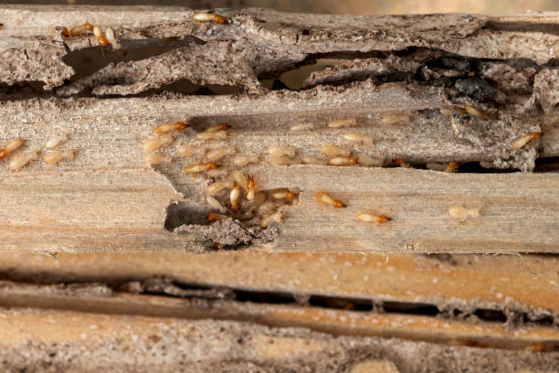 Best Local Pest Control Services  in Franklin Park, NJ
