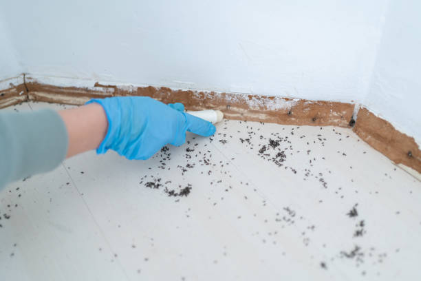 Best Termite Control Services  in Franklin Park, NJ